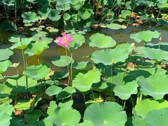 -大兴滨河森林公园