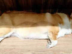 芒果mango-阿木舂记·特色小吃(平江路店)