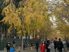 -三里屯东五街银杏大道