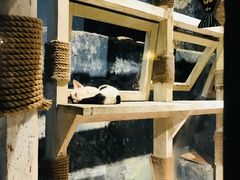 -猫咪博物馆(顶澳仔猫街店)