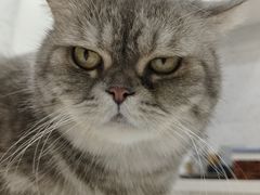 -喵园·猫主题咖啡厅·撸猫·猫咖(国贸店)