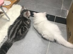 -袖虎·猫馆(体育西路店)