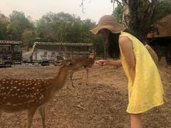 -清迈夜间动物园