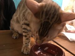 -猫小院猫主题咖啡厅(北锣店)