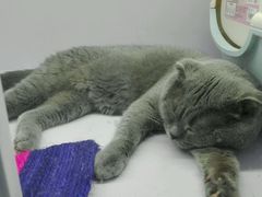 -喵的天空名猫咖啡馆·撸猫·猫舍·用品
