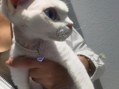 -琪喵猫屋·撸猫猫咖·猫舍