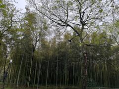 -杭州植物园