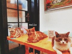 -猫色咖啡·猫咖
