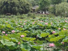 -新繁老號豌豆汤饭店·江湖菜(宝光寺店)