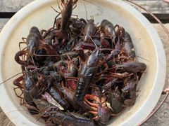 -同銮特种养殖场·龙虾垂钓