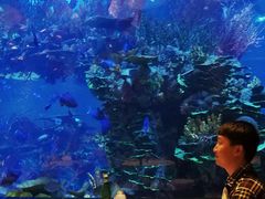 -迪拜帆船酒店海底餐厅