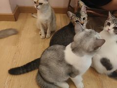 -猫咪派对(江南西店)