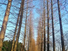-上海滨江森林公园