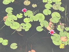 -眉山湿地公园(东坡区)