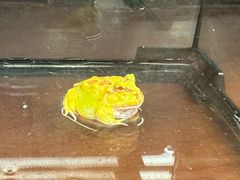 -帕帕拉兹宠物(亚洲旗舰店)