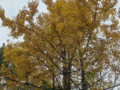 -青城山六善酒店·紫氣園中餐厅