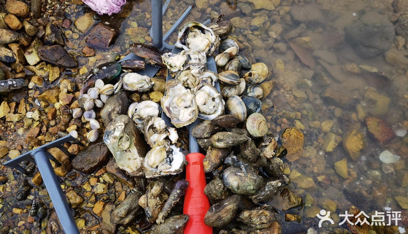 深圳赶海好去处坝光野海滩生蚝多多