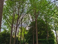 -陆家嘴中心绿地