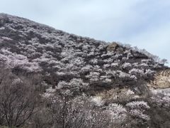 -妙峰山风景名胜区
