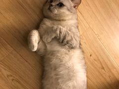 -萌兽医馆·宠物医院·猫骨科(创景店)