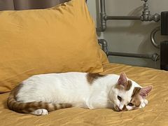 -中农大我爱我爱24h动物医院·中医针灸·猫专科·骨科医疗中心(双井店)