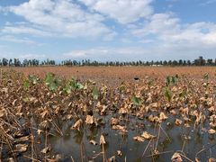 -漩门湾国家湿地公园