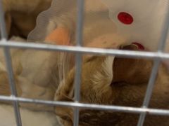 -纳吉亚猫专科动物诊疗中心(蒋宅口分院)