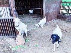 -田园东方蜜桃村的田野营地