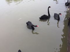 -哈素海