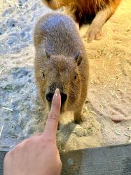 -Zoolung Zoolung动物主题公园(海信广场店)