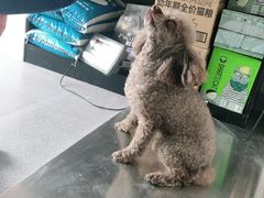 -瑞派宠物医院·CT影像中心·猫友好医院(奥城店)