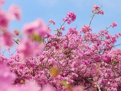 -深圳市中科院仙湖植物园