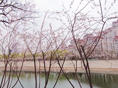 -桃花堤公园