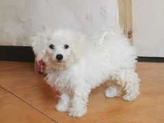 -萌兽医馆·绝育·24小时内科·宠物医院(德胜店)