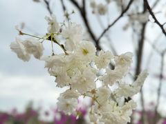 -观澜湖生态运动公社