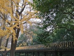 -红梅公园