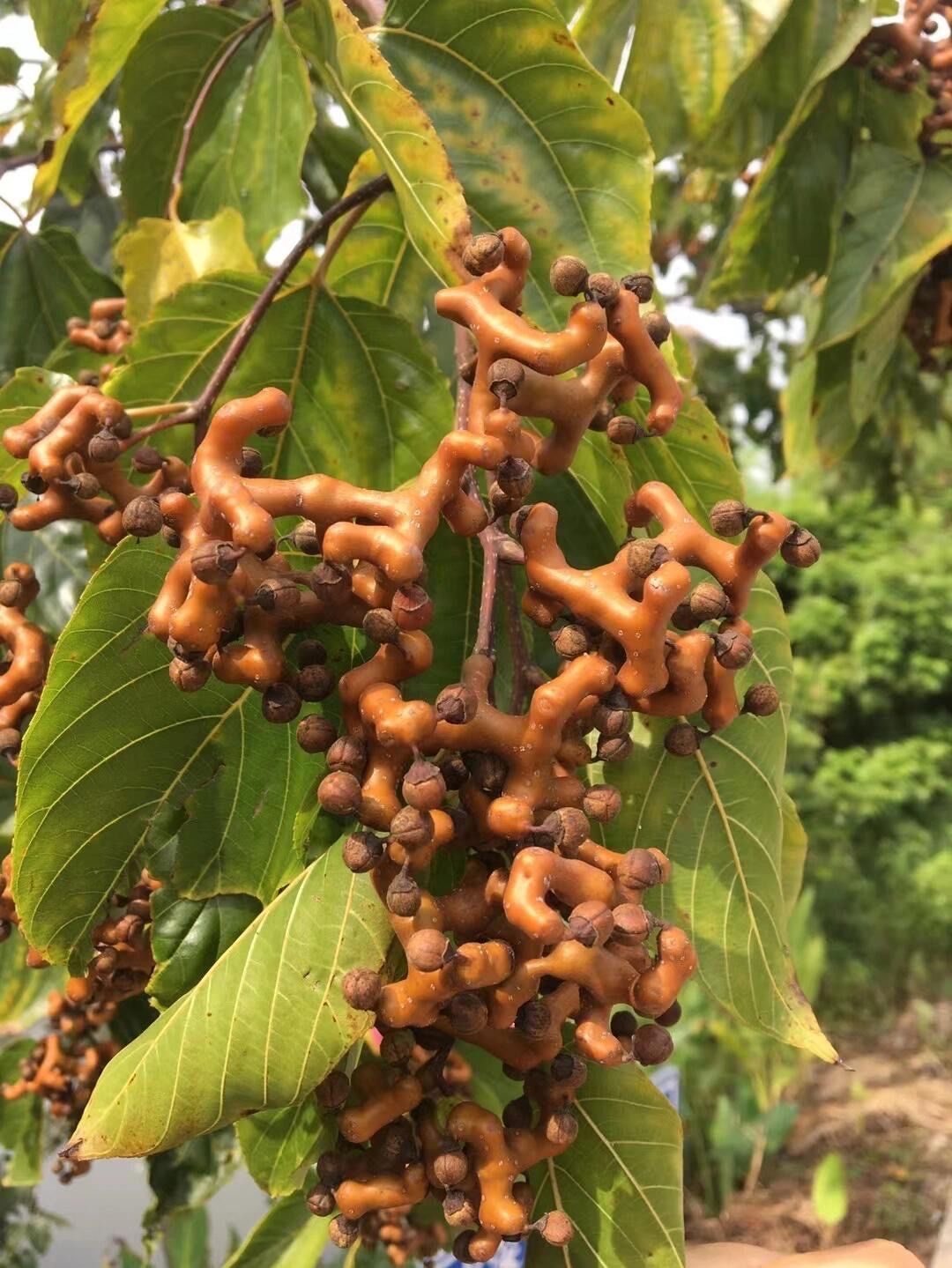 小时候的味道
