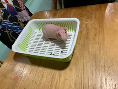 -藦茜花园宠物主题亲子互动体验馆(国顺东路店)