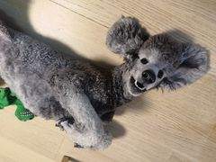-达爱动物医院·犬猫分区·CT·复杂眼科(远洋山水分院)