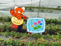 -喜杨洋草莓采摘园