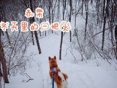 -云岗森林公园