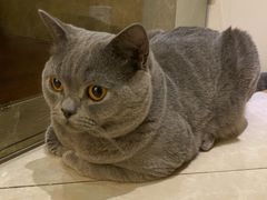 -Catmate·猫肥家润(金润铂宫店)