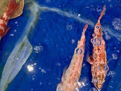 -三亚火车头万人海鲜广场