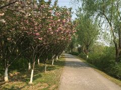 -昆山城市生态森林公园