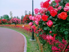 -荷兰花海