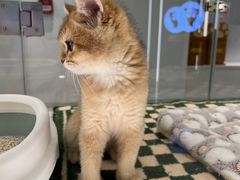 -babydoll猫舍·米努特·德文·缅因(久光中心店)