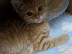 -爱诺耐芙动物医院(万博店)