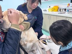 -北京观赏动物医院·24小时大型综合·猫专科·异宠专科