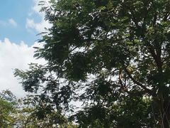 -罗浮山·罗园农庄