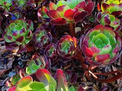 -墨尔本皇家植物园